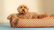 Cosy nest dog bed in vibrant designer pattern