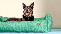 Designer nest dog bed in grassland gallop pattern