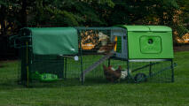 An Eglu Cube chicken coop with Autodoor and cooplight helping the hens back to roost at night