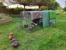 Happy chickens at family de smedt