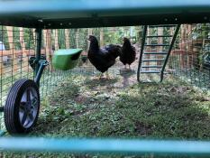 Underneath green Eglu Cube large chicken coop with chickens