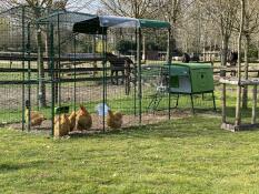 Green Eglu Cube large chicken coop and run connected to Omlet walk in chicken run