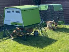 Several chickens pecking grass inside the run of their coop