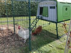 Green Eglu Cube large chicken coop and run in the garden with 2 chickens