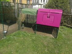 A purple Eglu Cube chicken coop attached to a walk in run.