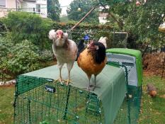 Two chickens standing on my Eglu Cube .