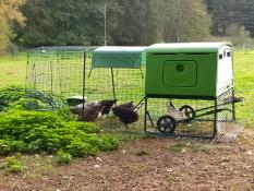 Green Eglu Cube large chicken coop and run with chickens in the run