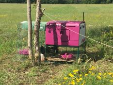 A pink chicken coop with a run in a large field