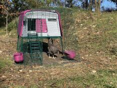 Purple Eglu Cube large chicken coop and run with chicken