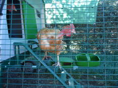 A large chicken coop with a chicken walking up a ladder.