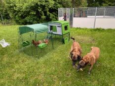 Green Eglu Cube large chicken coop and run with chickens in run and two dogs playing with a stick in the garden