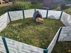 A guinea pig playing in the guinea pig playpen in a garden.