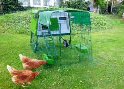 Two chickens walking around their Omlet Eglu chicken house