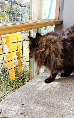 Norwegian forest cat 