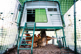 Green Eglu Cube large chicken coop with run and chickens underneath the coop