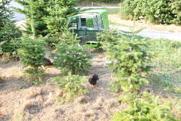 Cube chicken coop with a chicken run in a garden with evergreen trees