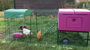 Girls quite happy in their new lockdown home 