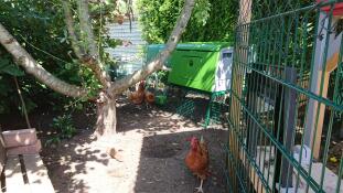 Omlet green Eglu Cube large chicken coop and run in garden