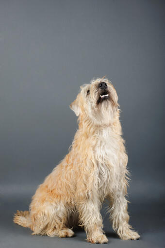 Soft Coated Wheaten Terrier Dogs