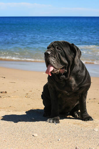 Neapolitan 2024 mastiff running