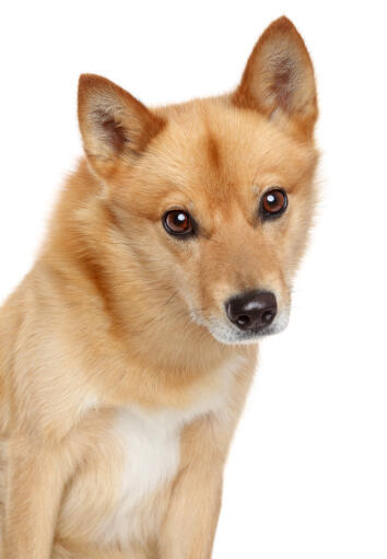 Finnish Spitz Husky Mix