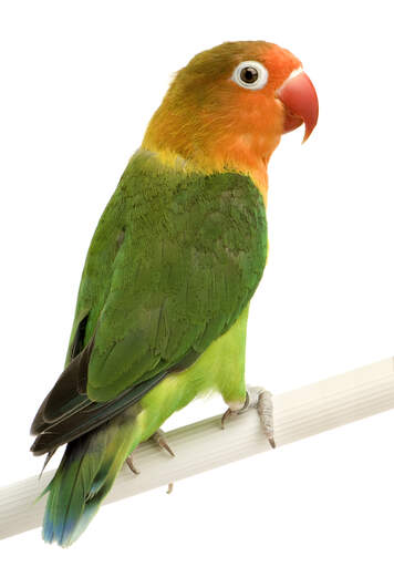 Peach Faced Parakeet | Parrot Breeds