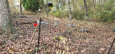 Omlet chicken fencing surrounding chickens foraging