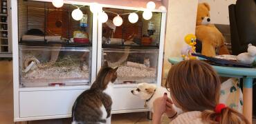 Girl, cat and dog watching two white Qute gerbil cages