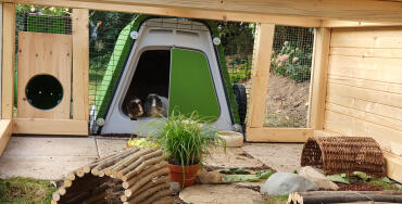 Omlet Eglu guinea pig hutch