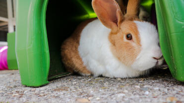 A rabbit sitting inside a rabbit shelter.