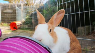 A rabbit looking into a rabbit tunnel.