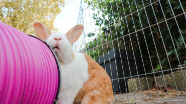 A rabbit emjoying usinga rabbit tunnel.