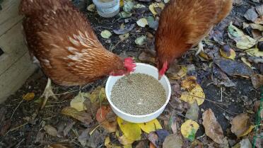 Chickens eating feed