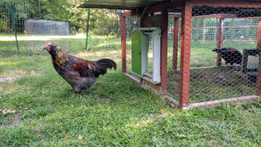 BlackBeard says the grass is always greener when you can go out through an Omlet Smart Door! 