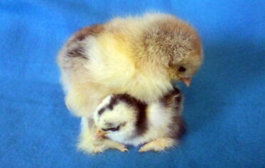 Brahma and Pekin Chicks