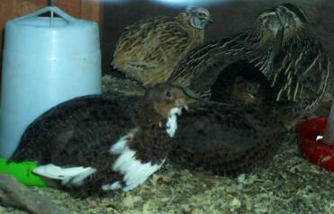 Coturnix Quail