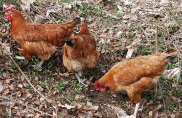 Three hybrid rhode island red light sussex cross chickens