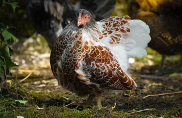 Splash Red Laced Wyandotte Pullet