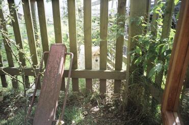 Alf watching out for chickens