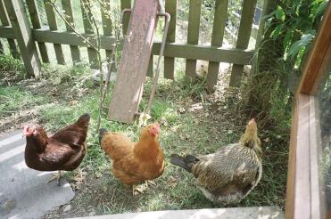 Rhodey, Ginger and Boss being watched by Alf