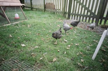 Marans bantam chicks - Dixie 3, Cockeral, Dixie 4, Runty