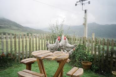 Marans bantam cockerals in the back garden