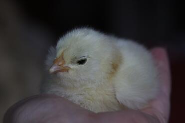 1 day old chick