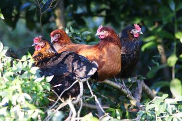 Chickens in garden