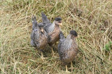 Three cream legbars in garden