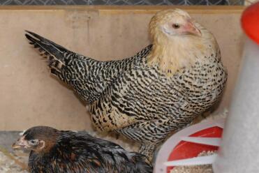 Citron Pencilled Hamburg Pullet