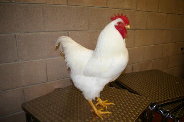 Chicken posing