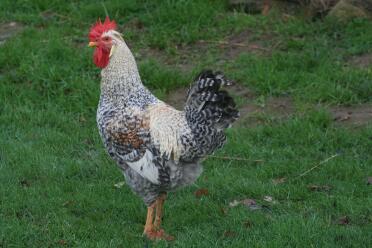 Chicken in garden