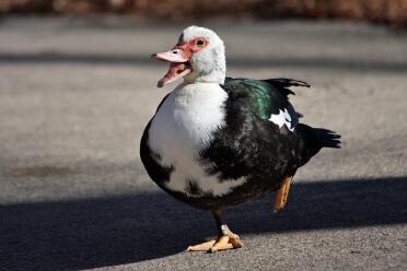 A song and dance duck in Smyrna, GA