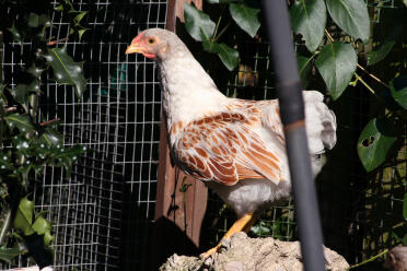 Chicken standing on rock